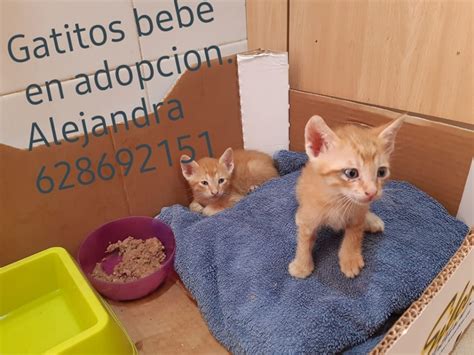 regalo gatitos|Regalo gatitos Gatos y gatitos en adopción y compra venta de。